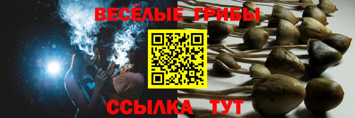Павлово  Галлюциногенные грибы Psilocybe  Вход с VPN 
